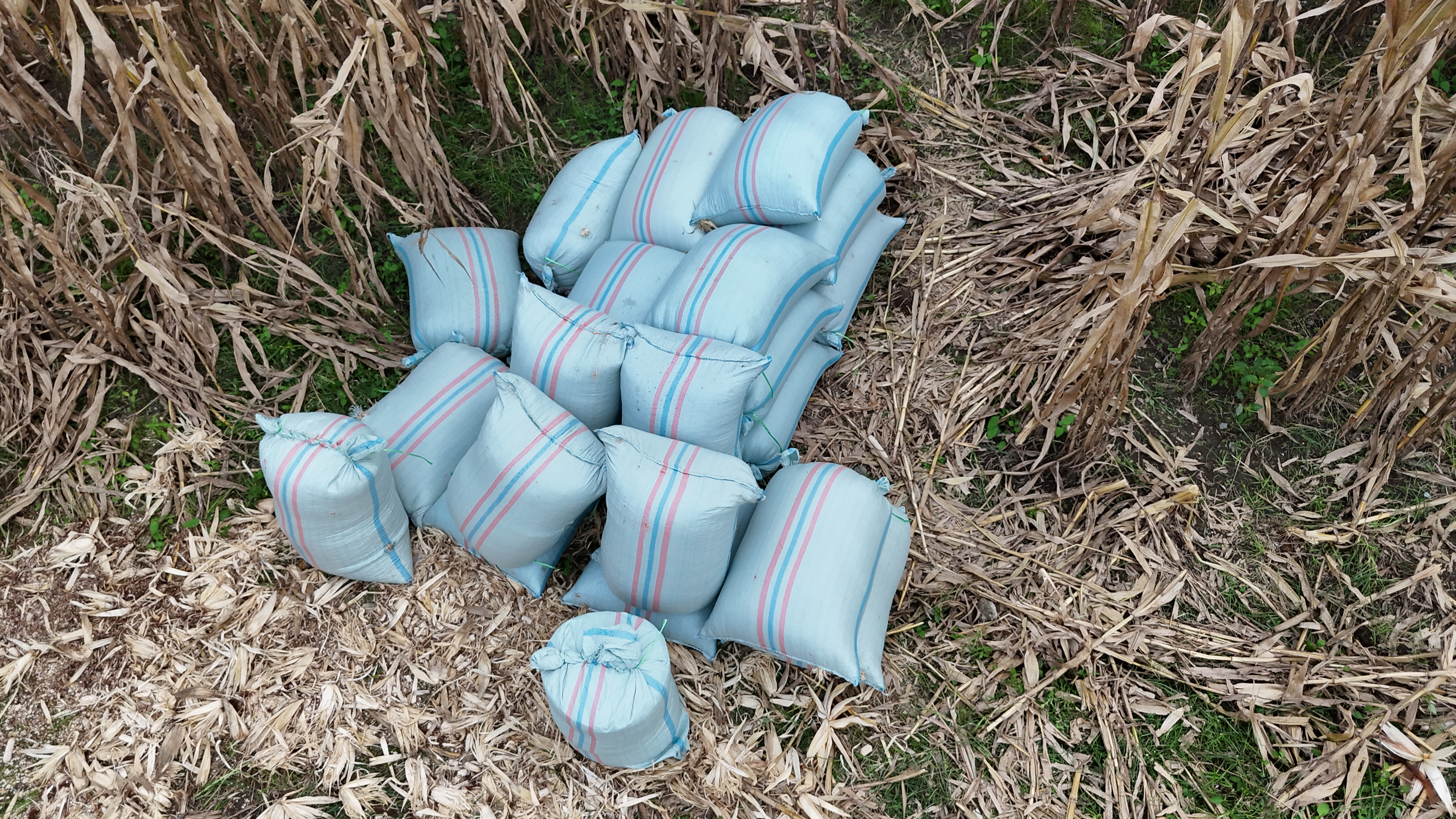 Maize kernels collected in sacks before roasting